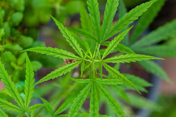 Naklejka na ściany i meble Close-up photo of young cannabis leaves.