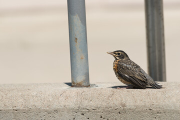 immature robin on a concrete barrier with metal posts