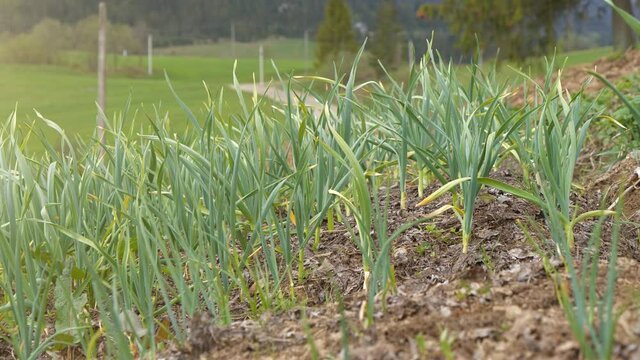 View of young green garlic growing in garden