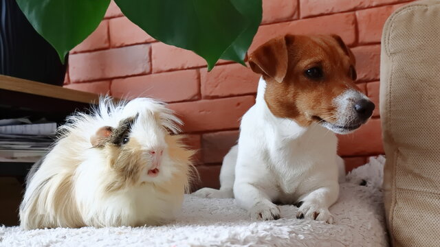 Fototapeta pies i świnka morska. dog and guinea pig