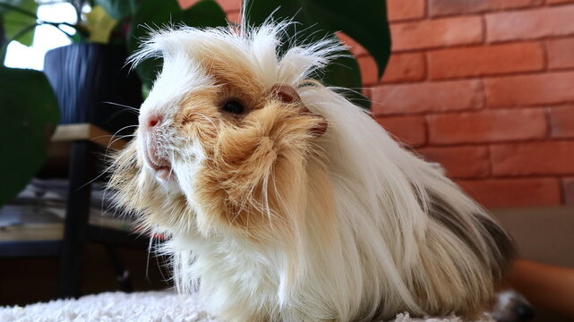 świnka morska Guinea pig