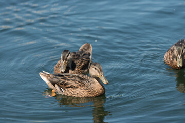 young ducks in the water