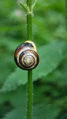 snail leaf green garden macro