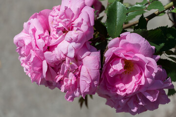 pink roses exhausted under the hot sun