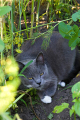 Domestic cat lies in the tall grass in the garden hiding in the shade