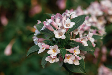 weigela buch with pink flowers