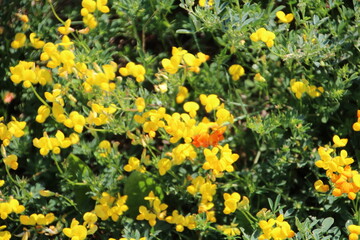 Yellow Flowes In Bloom, Pylypow Wetlands, Edmonton, Alberta