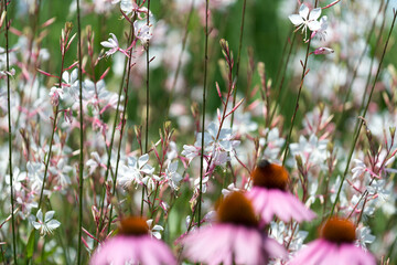 out of focus echinacea blossoms foreground and floral background - obrazy, fototapety, plakaty