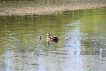 Mother Mallard and Her Young, Pylypow Wetlands, Edmonton, Alberta