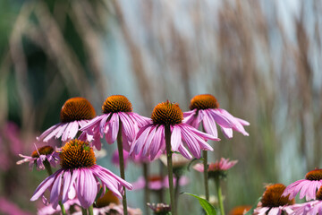 echinacea blossoms with a blurry background for copy - obrazy, fototapety, plakaty