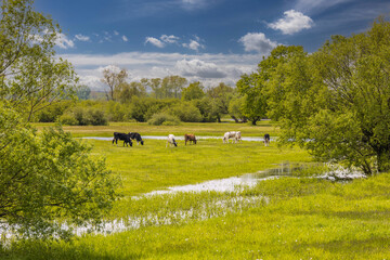 cows grazing in the meadow 