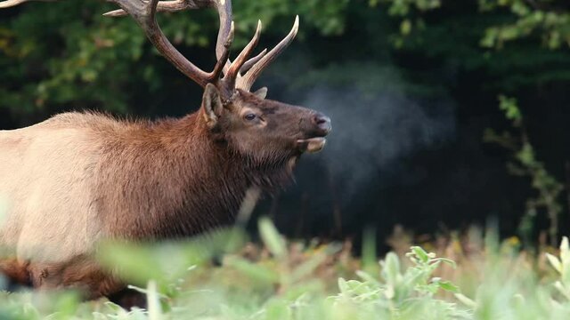 Bull Elk During the Rut Video Clip 