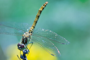 Dragonfly