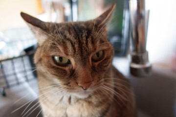 close up of a cat