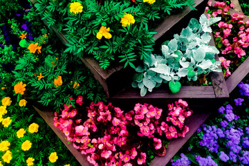 Multi-level bed with wooden fences with many beautiful annual flowers of various colors isolated on...