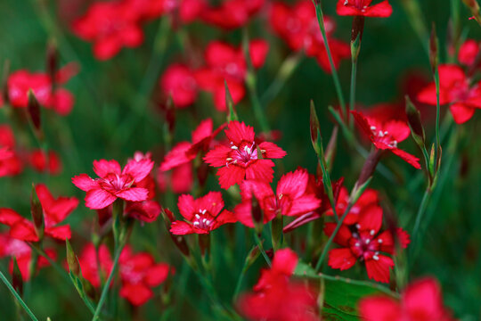 maiden pink Dianthus deltoides flowers in summer garden