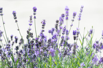 lavender flowers on a white gray bokeh background