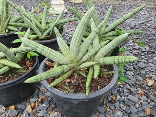 starfish sansevieria looks like a half starfish a succulent plant The cylindrical leaves with a pointed tip can be planted for decoration. It can be an air purifier.