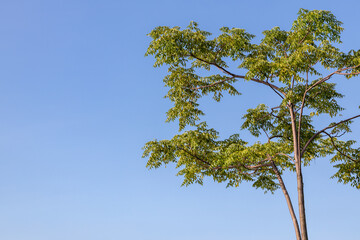 木と空