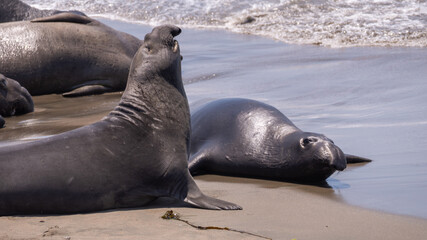 Elephant Seals laying on the beach off the shore of California