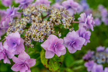 満開の綺麗な紫陽花