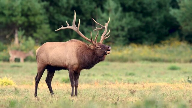 Bull Elk During the Rut Video Clip 