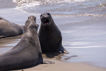 Obraz premium Elephant Seals Fighting off the coast of San Simeon California
