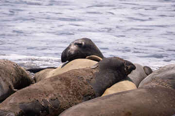 Fototapeta premium Elephant Seals laying in a pile off the coast of san simeon california