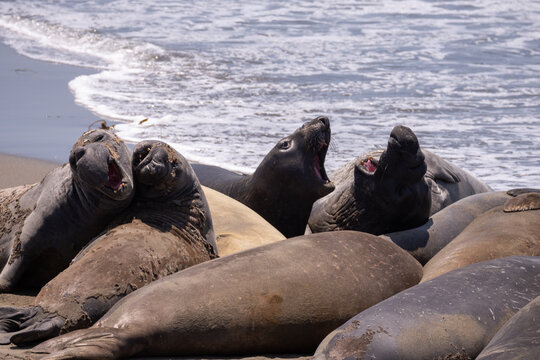 Elephant seals barking in a pile off the coast of san simeon california