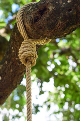 The rope knot on the big branch