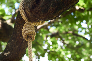 The rope knot on the big branch