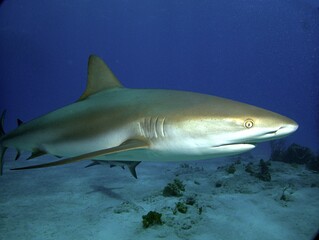 Obraz premium Caribbean Reef Shark Portrait