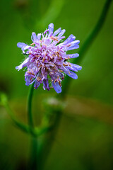 Purpurowy kwiat na letniej łace
