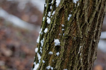 Obraz premium Snowy Forest Tree Trunk 01