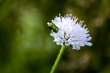 Zielony robaczek na białym kwiacie