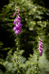 Naparstnica purpurowa © Rafal Kot