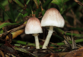 Mushroom in the forest. Fungus.
