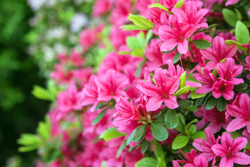 Pink azalea flowers background with copy space　ツツジの花の背景 コピースペース