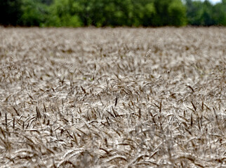 Field of 20 acres of hard red winter wheat (Triticum aestivum) is drying out in the sun ready to be cut later in the day