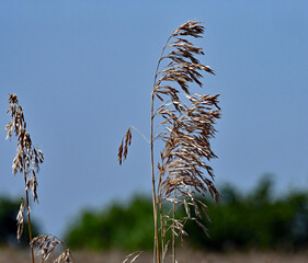 Field of 20 acres of hard red winter wheat (Triticum aestivum) is drying out in the sun ready to be cut later in the day