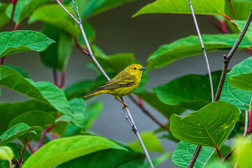 warbler on a branch