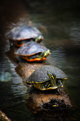 trio of cooter turtles