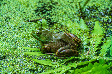 frog in the pond