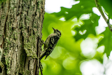 Downy Woodpecker On The Tree