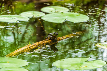 frog in the pond