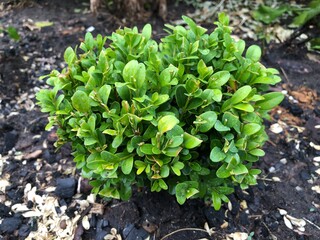 Lawn with plants. Boxwood, an evergreen deciduous plant. Boxwood is an ornamental shrub.