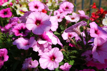 Pink petunia flowers. Suitable for backgrounds.