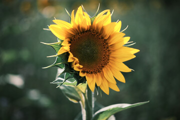 sunflower with bee