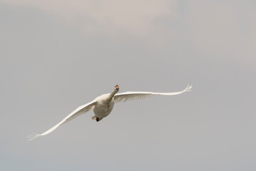 Schwan im Flug