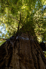 Obraz premium Portrait of a Vertical View looking at the trunk and canopy of a Redwood in Northern California